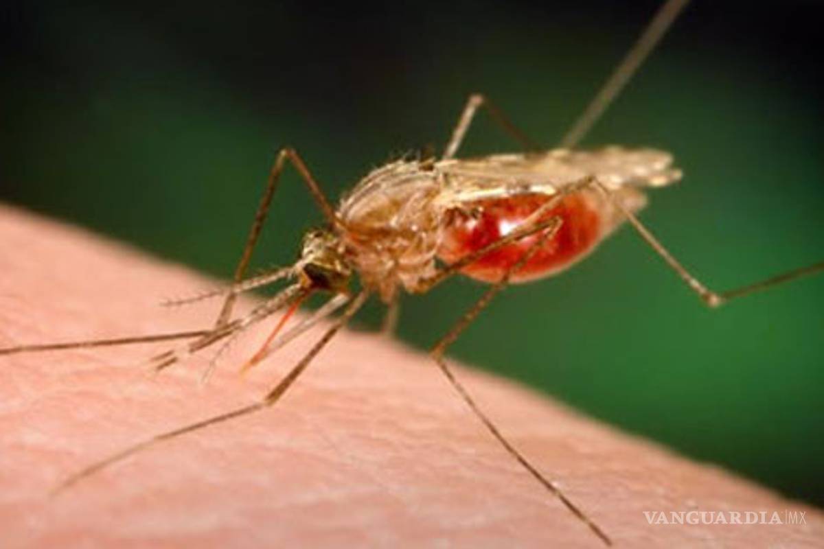 Aseguran haber descubierto la cura contra la malaria