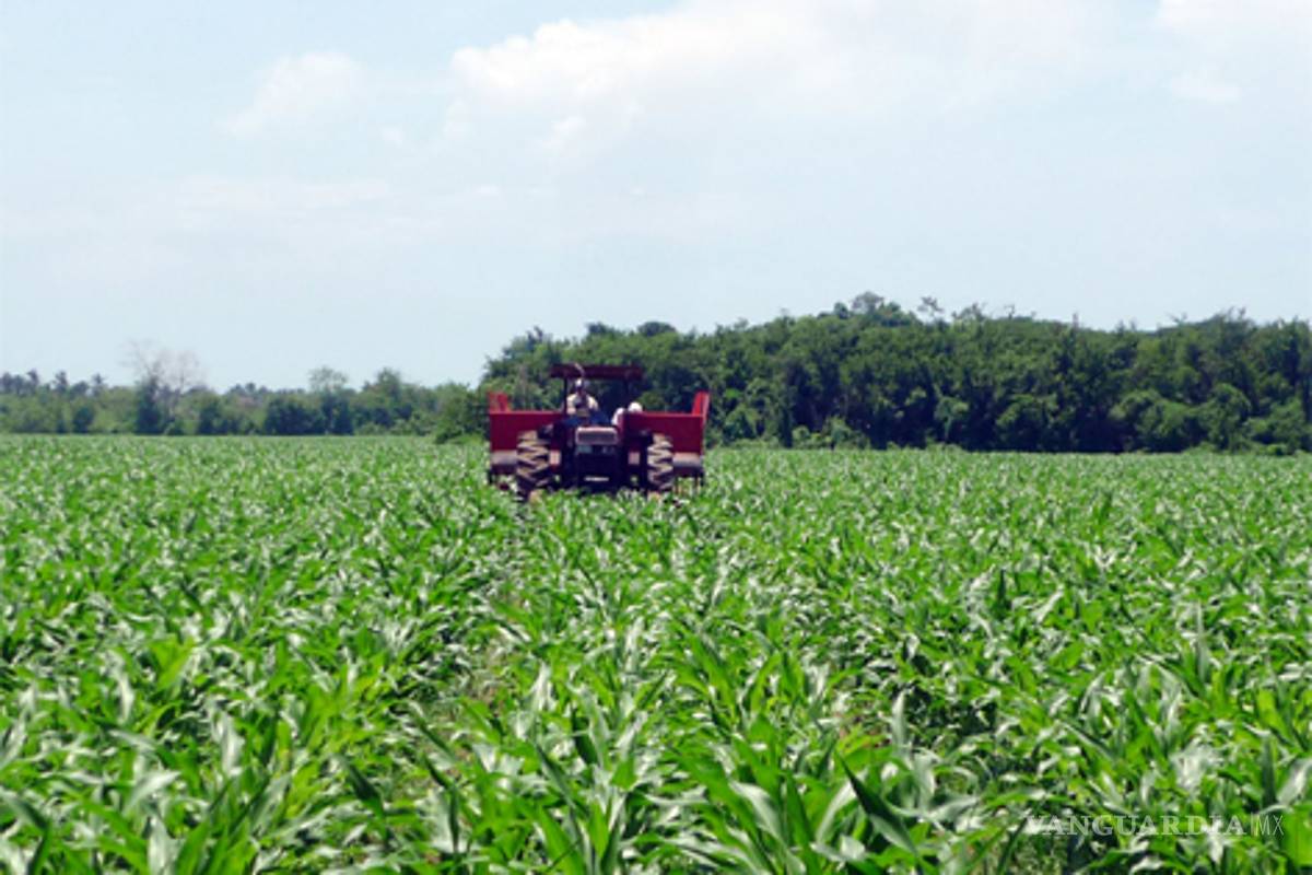 La superficie mundial cultivada con transgénicos aumentó 12 millones de hectáreas en 2011