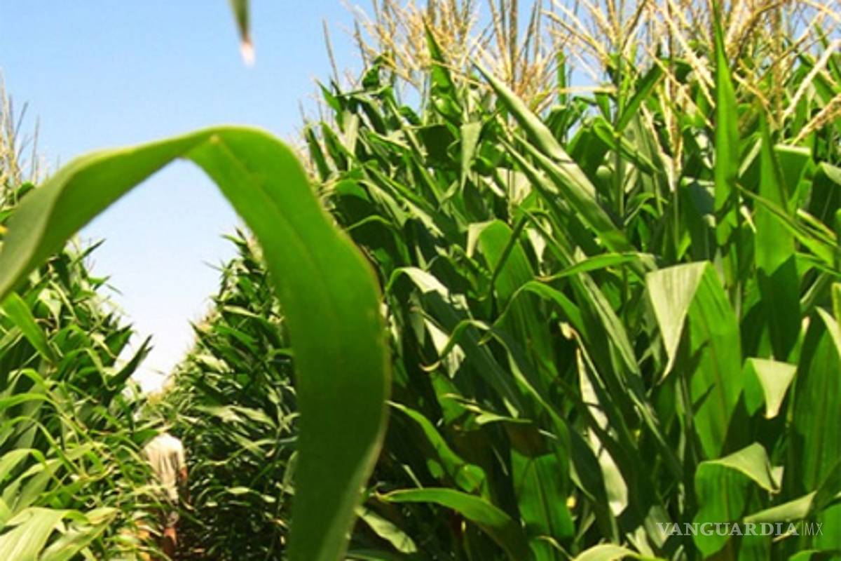 Sagarpa urge a definir uso de transgénicos