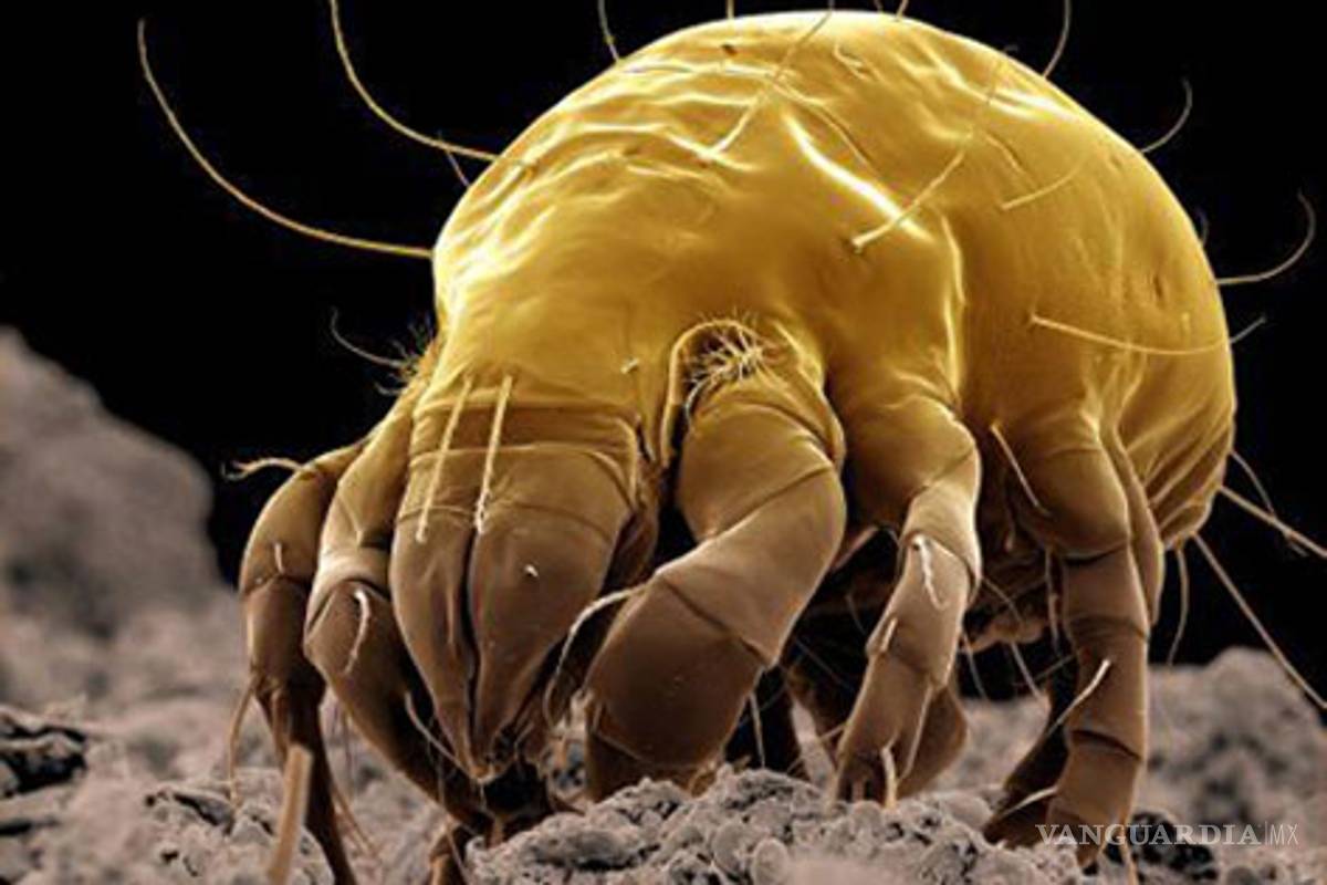 Acaros, los molestos bichos del polvo