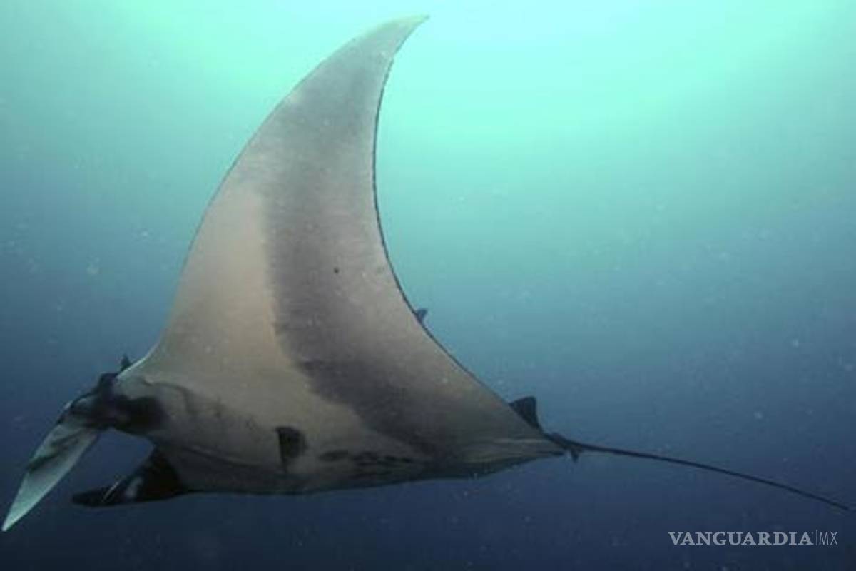 Hallan en Ecuador la mayor concentración de mantarrayas gigantes del mundo