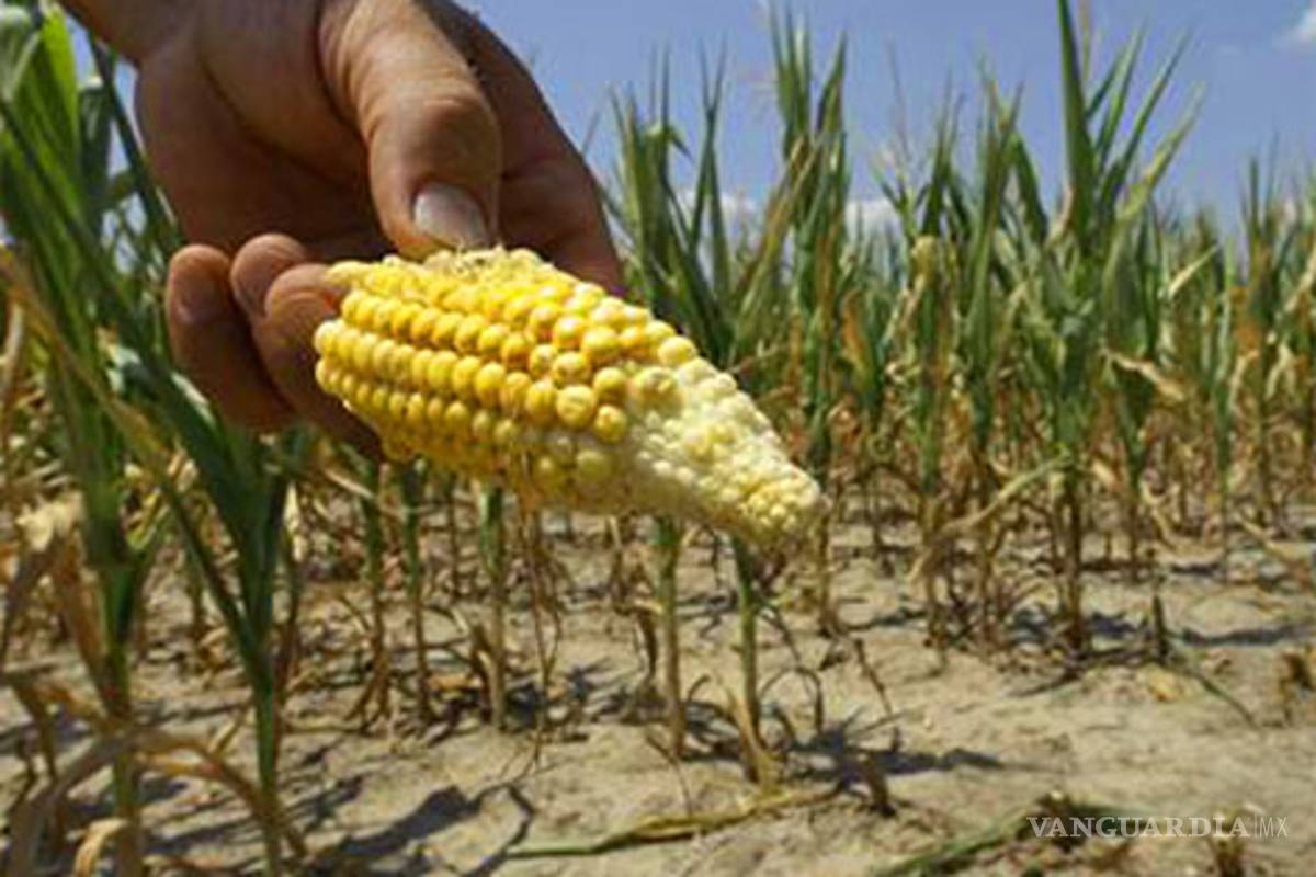 Sequía en EU generará escasez de alimentos que arrastraría a México a la hambruna, advierten