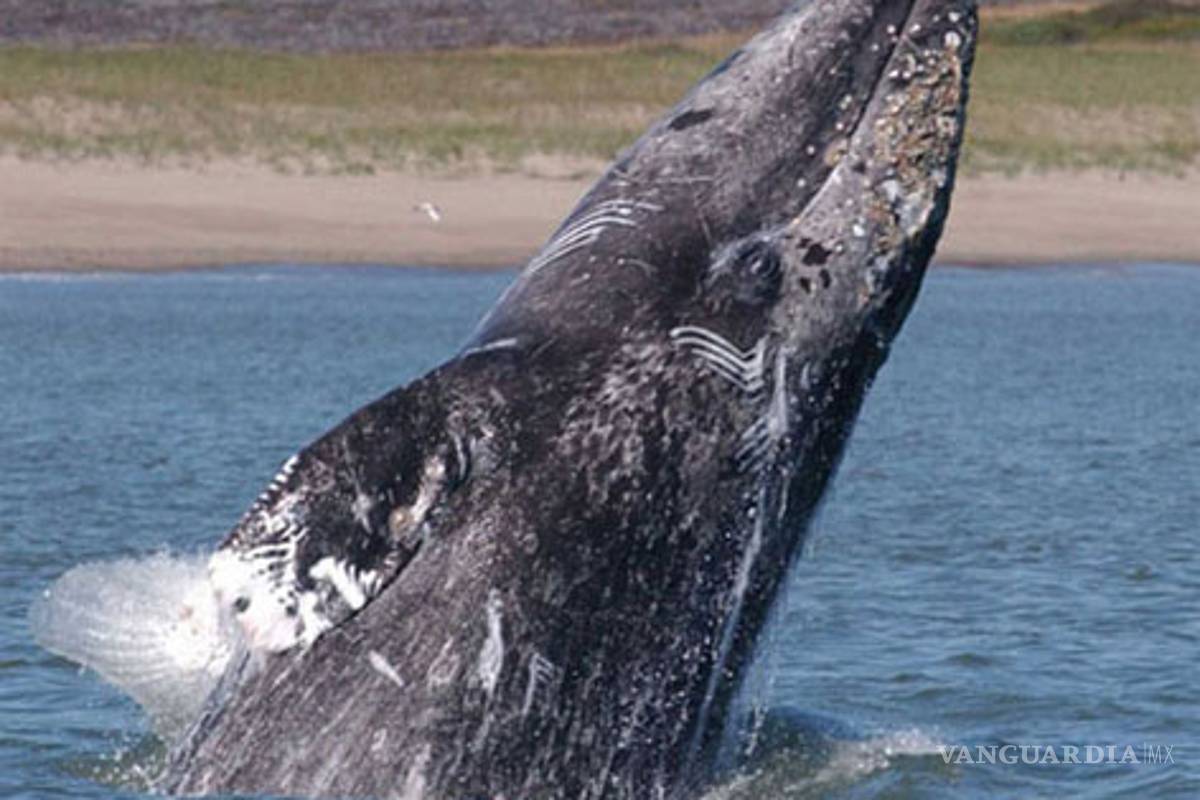 Ballenas del Artico huyen del calentamiento global