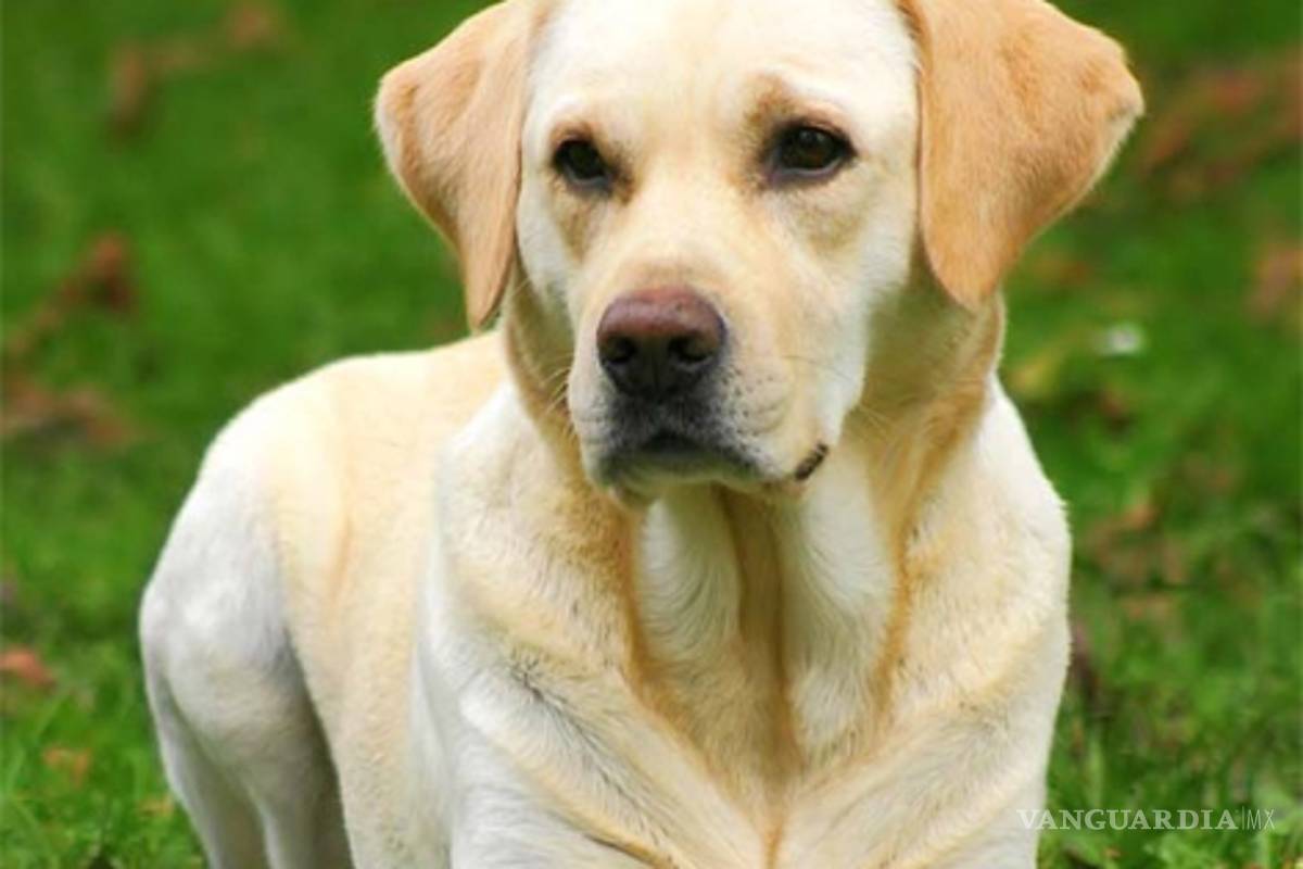 Labradores, mejores perros guía: experta