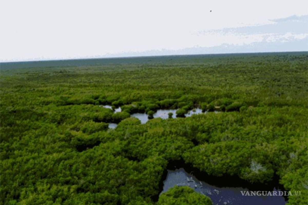 En peligro, los tesoros naturales de flora y fauna de la isla de Cozumel