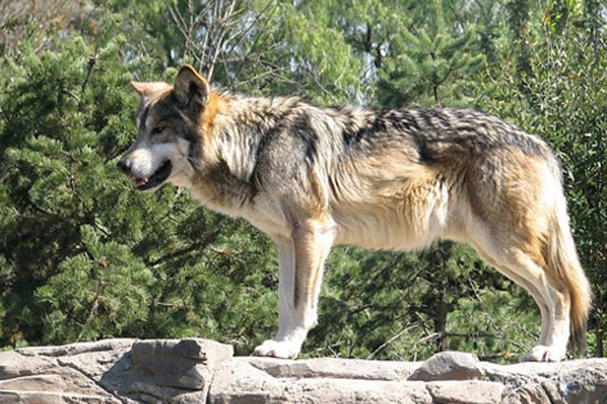 Son envenenados lobos liberados en Sonora