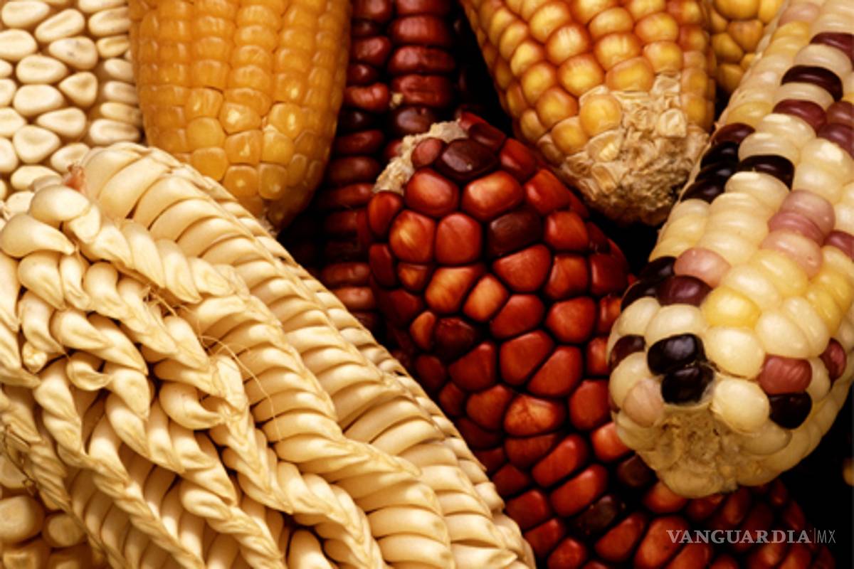 El precio del maíz en México, a merced de mercados mundiales y especuladores
