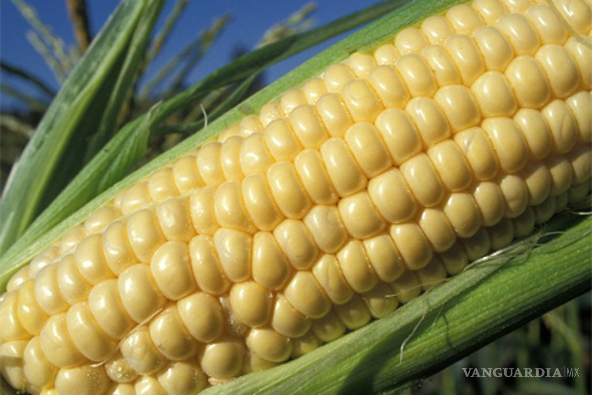 Caerá 50% producción de frijol y maíz debido a cambio climático: CNPA