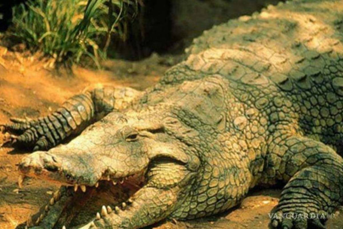 Cocodrilo devora un niño en Australia