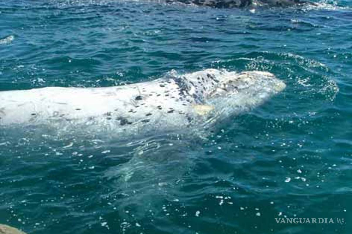 Avistan una ballena albina recién nacida en Australia