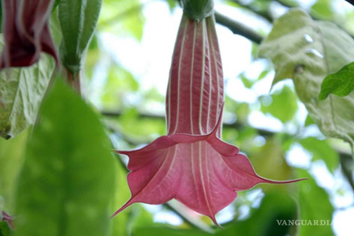 Burundanga: droga milenaria es usada para extorsionar