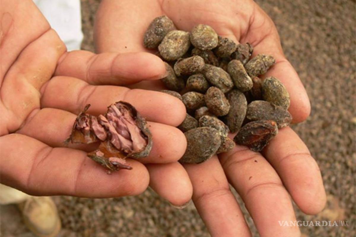 Cambio climático, plagas y Pemex ponen en riesgo el cultivo de cacao en México
