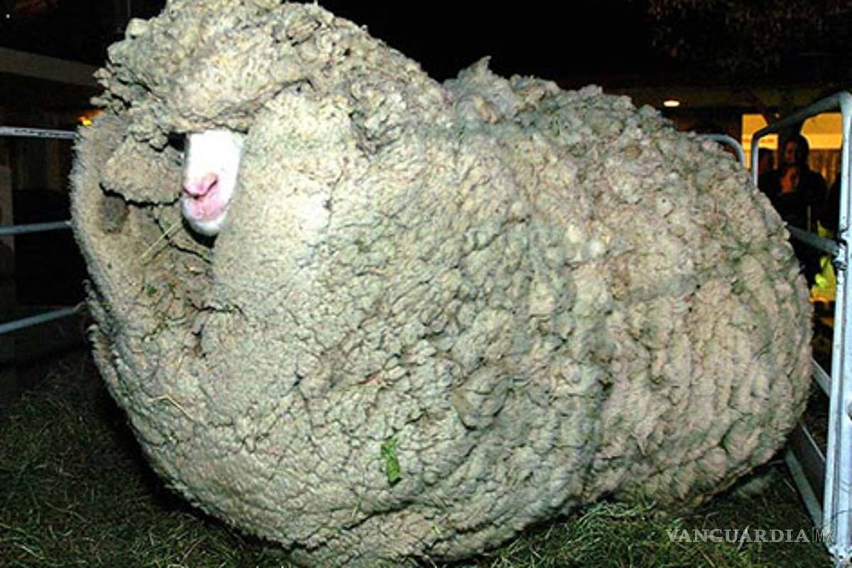 Muere Shrek, la oveja rebelde de Nueva Zelanda