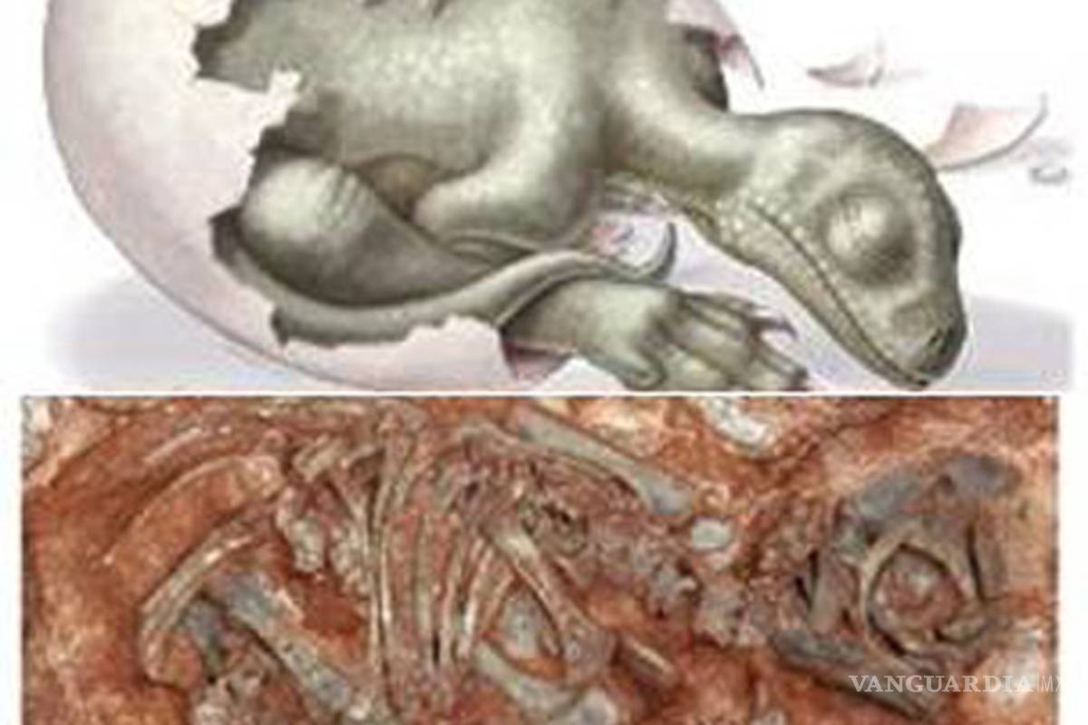 Hallan embriones de dinosaurio de hace 190 mda