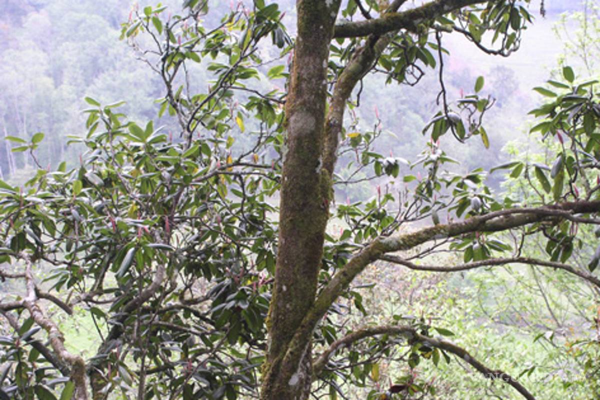 Buscan en árbol mexicano opciones para el tratamiento psiquiátrico