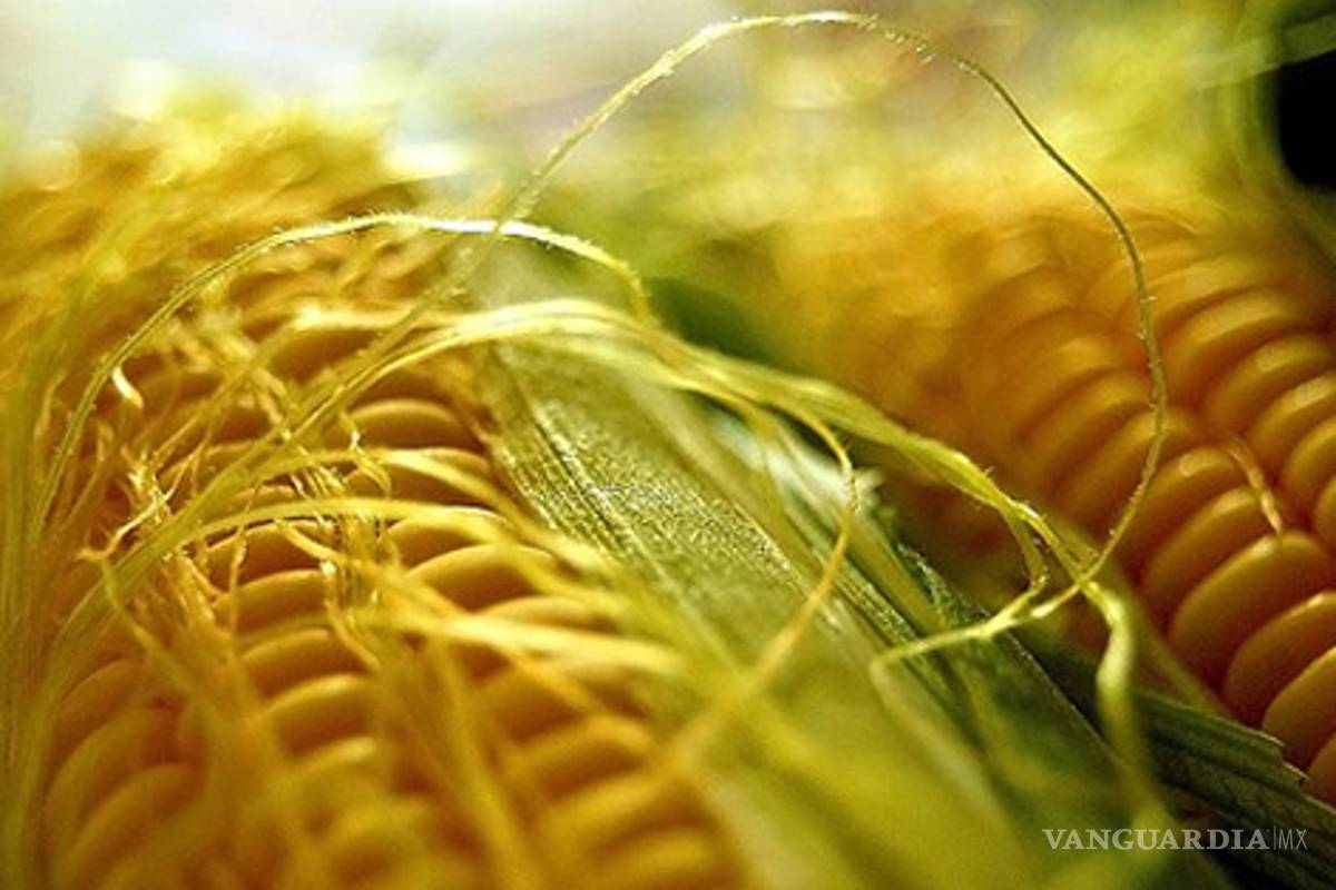 Aumentó 47% la importación de granos en el país