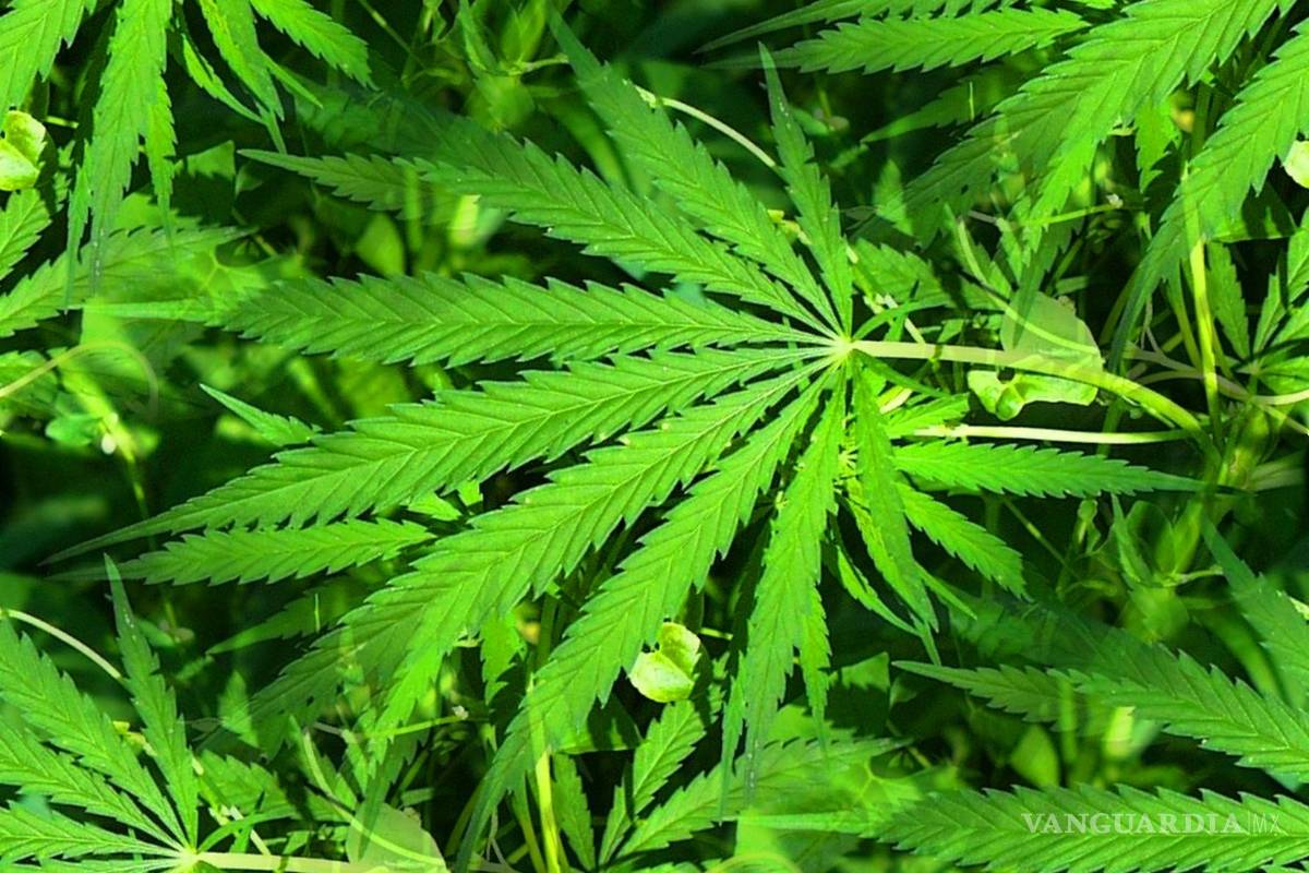 No a la mariguana, dicen rehabilitados