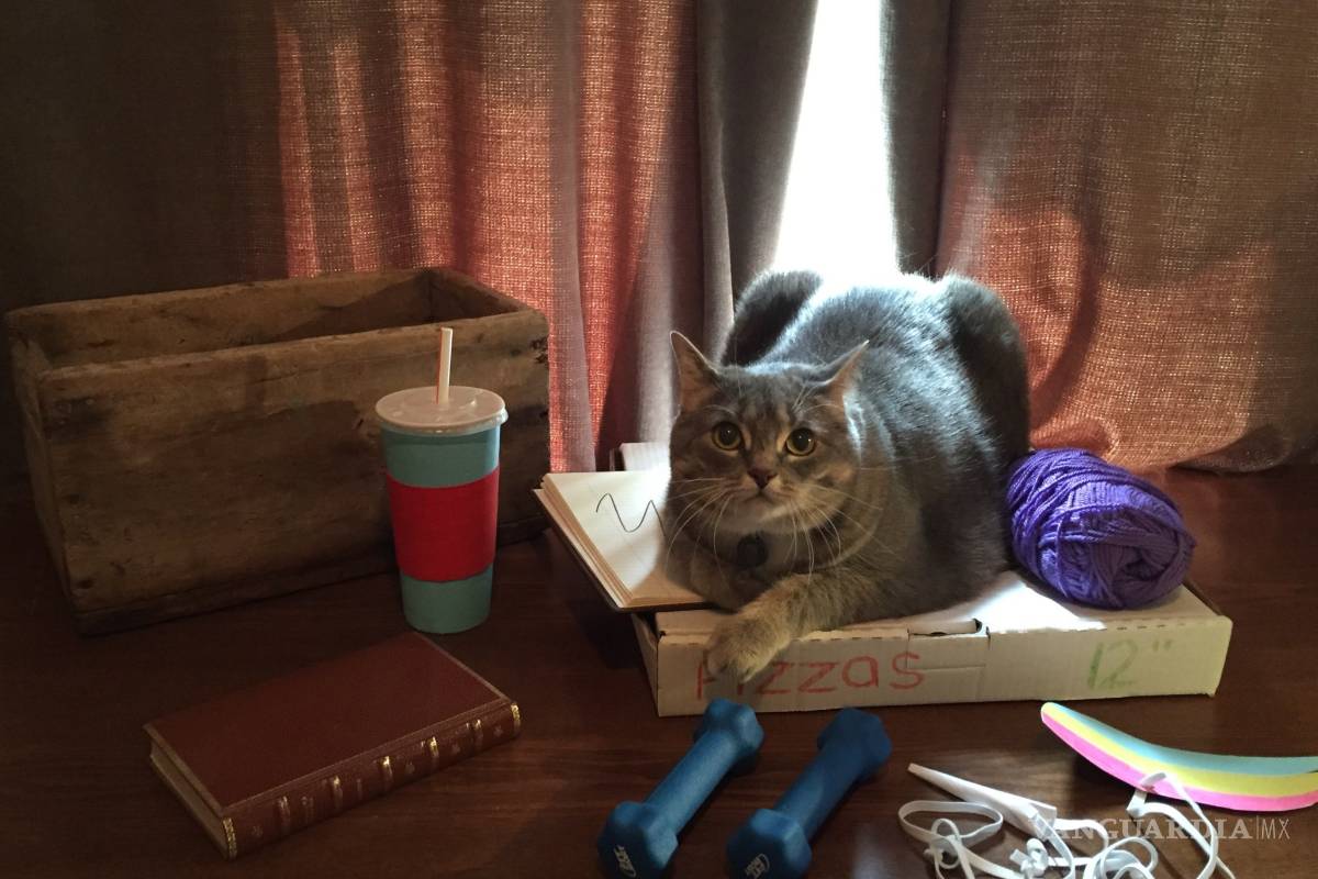 Canadiense recrea sticker de Facebook con su gata