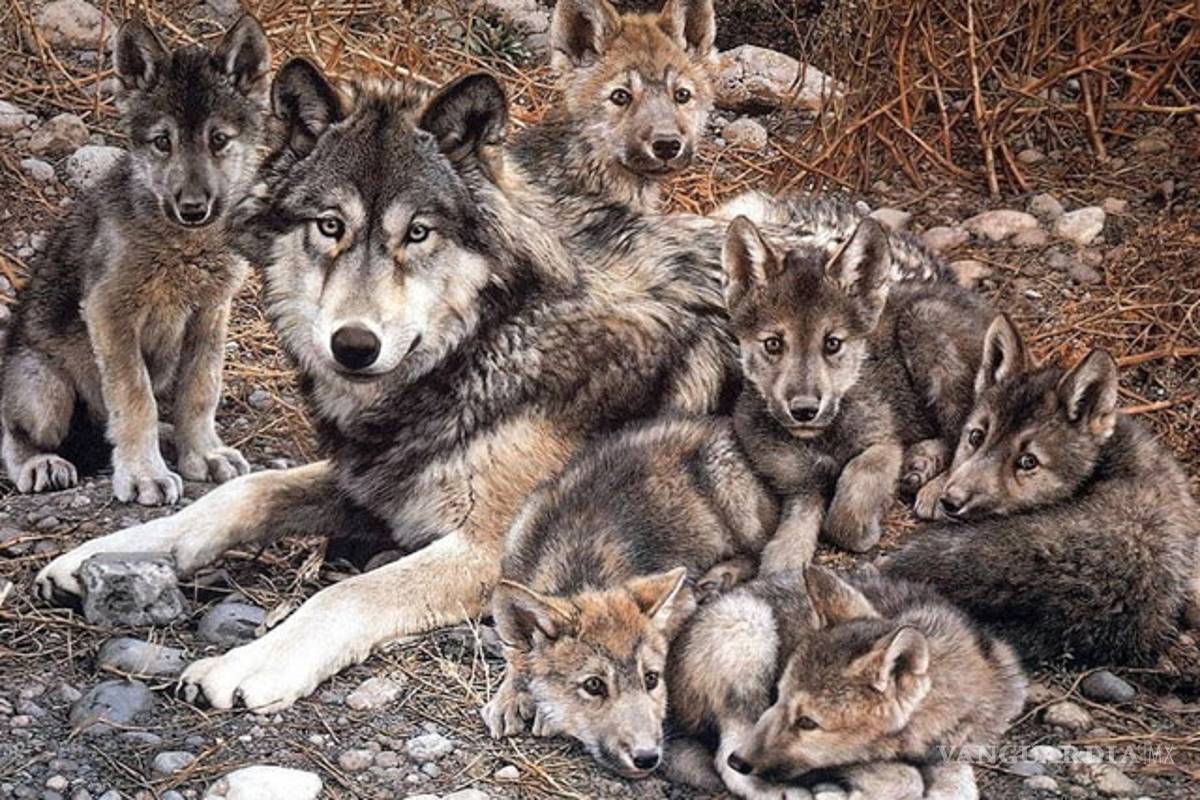 $!Zoológico acoge siete crías del amenazado lobo mexicano