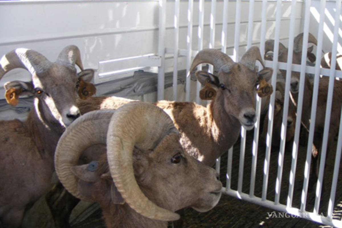 Dona Coahuila diez ejemplares de borrego cimarrón a Nuevo México