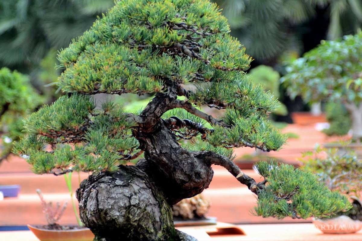 Bonsáis... eternos gigantes