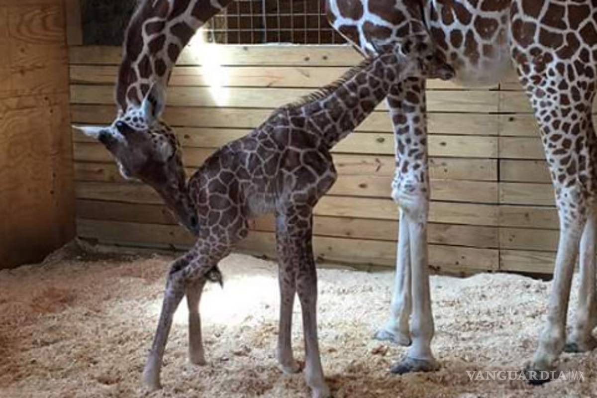 Millones atestiguaron vía online el nacimiento de una jirafa