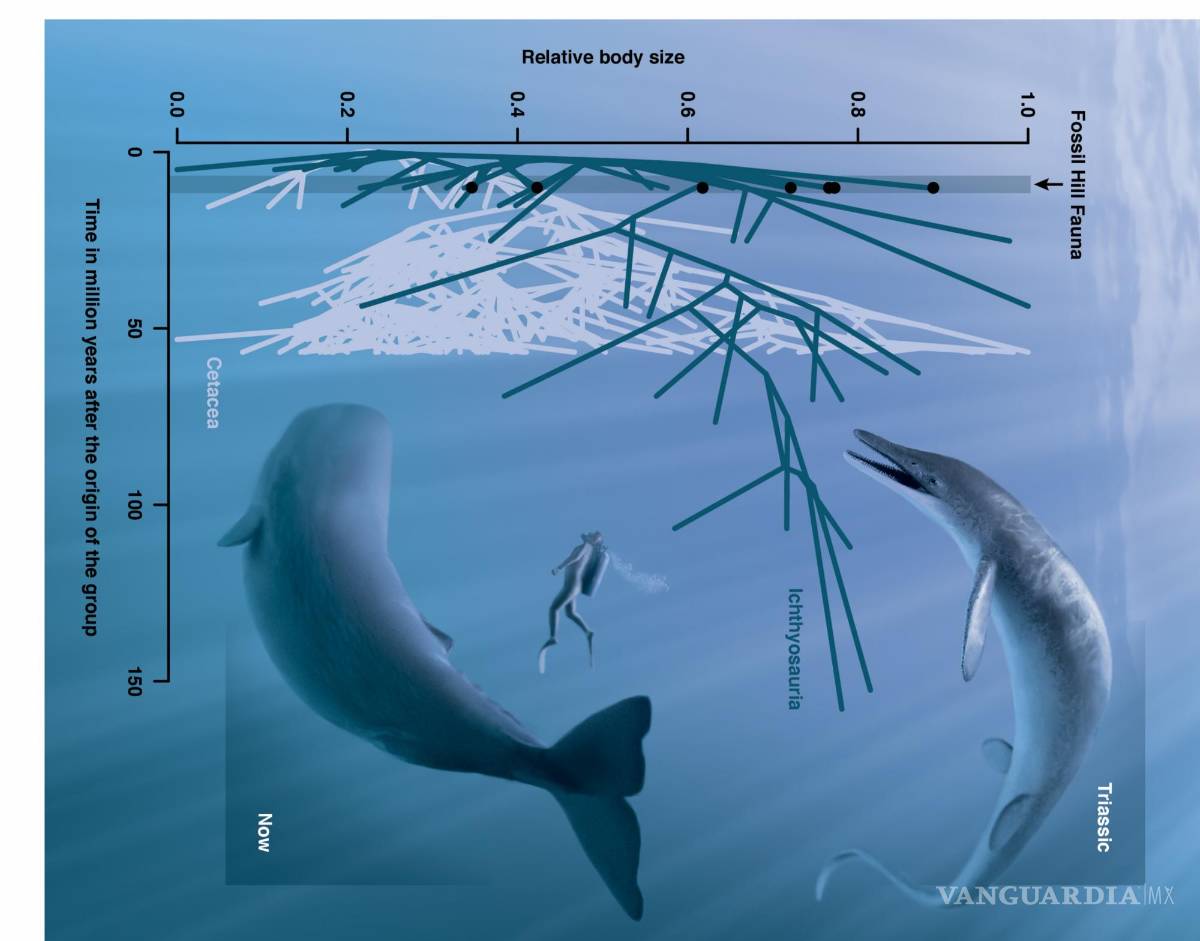 $!Comparación de C. youngorum, con un ser humano y un cachalote moderno. Ilustración de Stephanie Abramowicz/NHM
