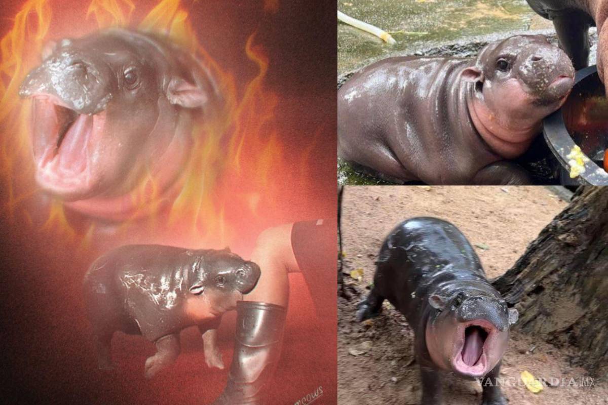 Este es el meme VIRAL de Moo Deng, la hipopótama más tierna del MUNDO... ¡pero cuidado, muerde!