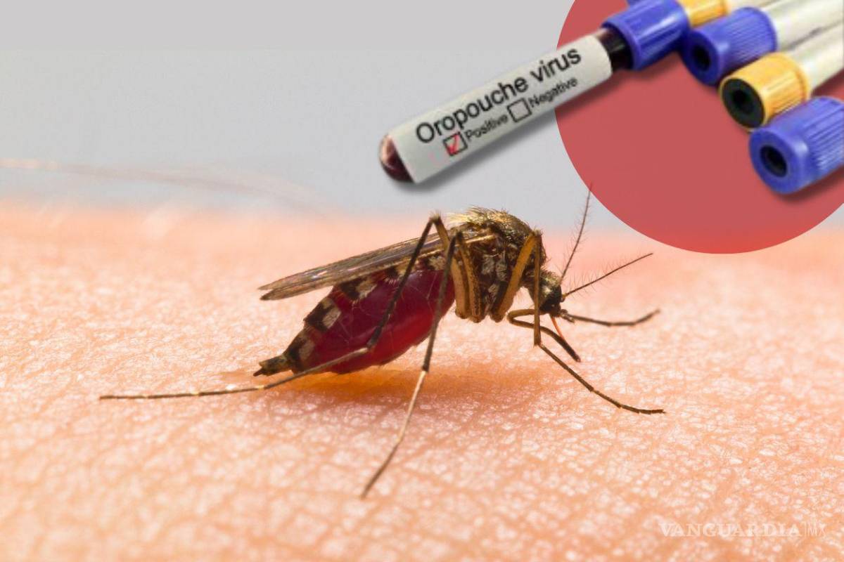 ¿Qué es el virus Oropouche? Todo lo que debes saber ante alza de casos y primeros decesos en Latinoamérica