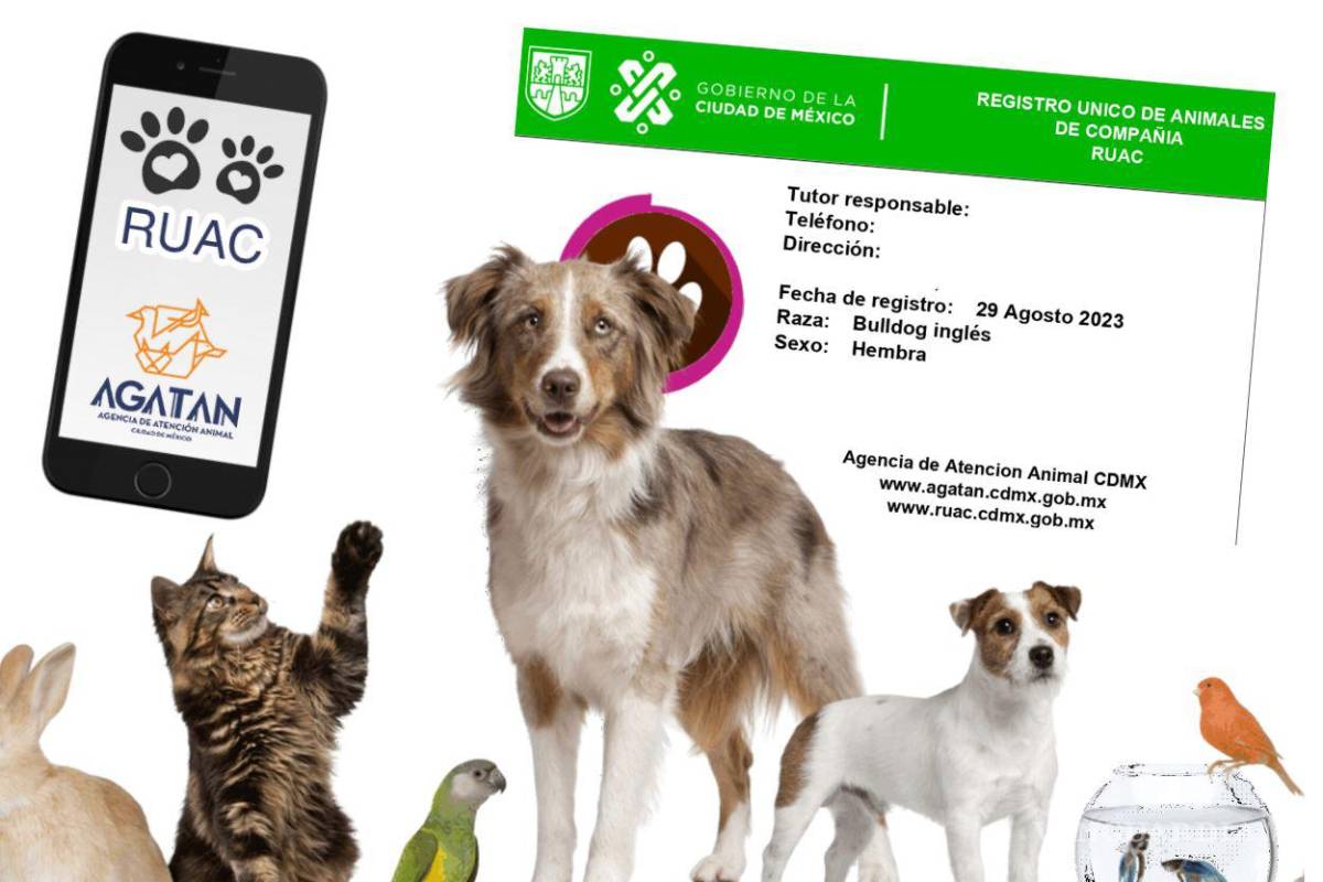 ¿CURP para mascotas?... ¡Sí existe y se llama RUAC! Conoce aquí todos los detalles