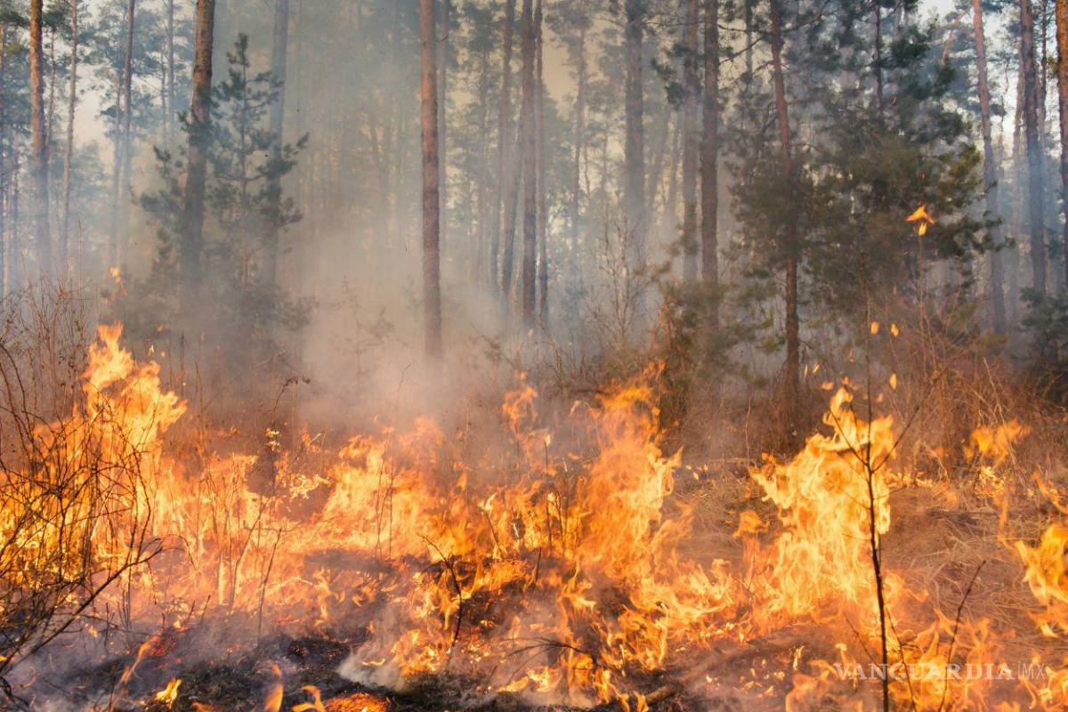 Infierno en Hidalgo: seis incendios, dos de gravedad, azotan en varios puntos del estado