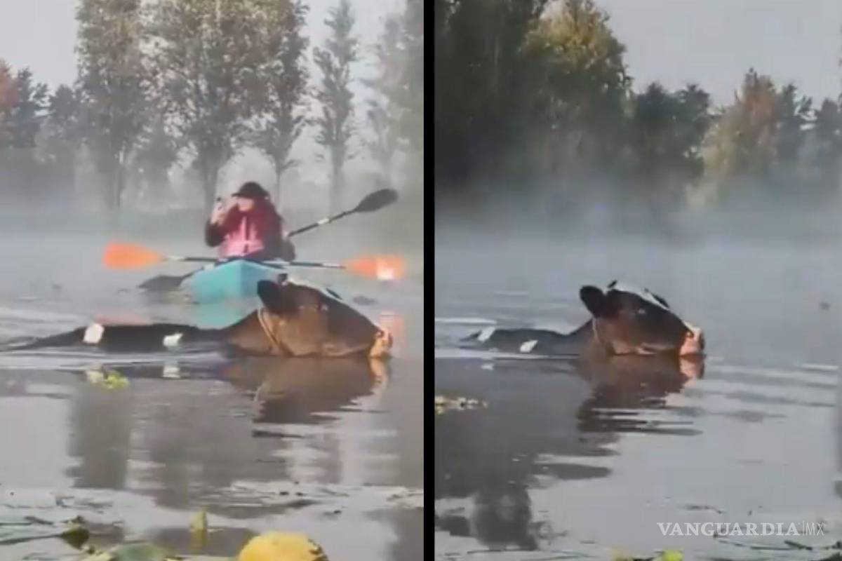 ¡México mágico! Captan a ‘vaquitas marinas’ cruzando los canales en CDMX (video)