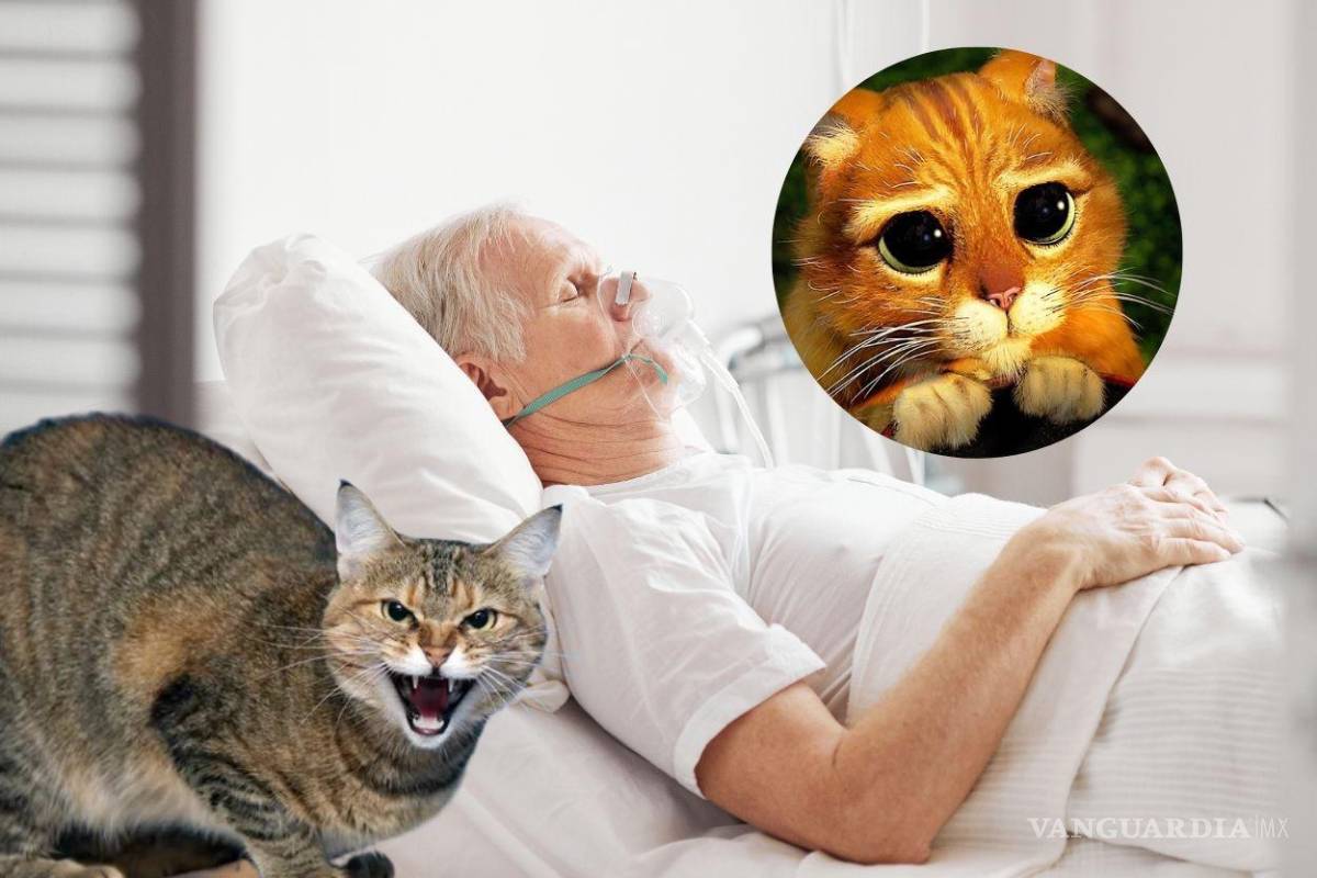 ¡Lo mordió un gato! Hombre murió por rabia en Cancún; México lleva 14 casos en 10 años