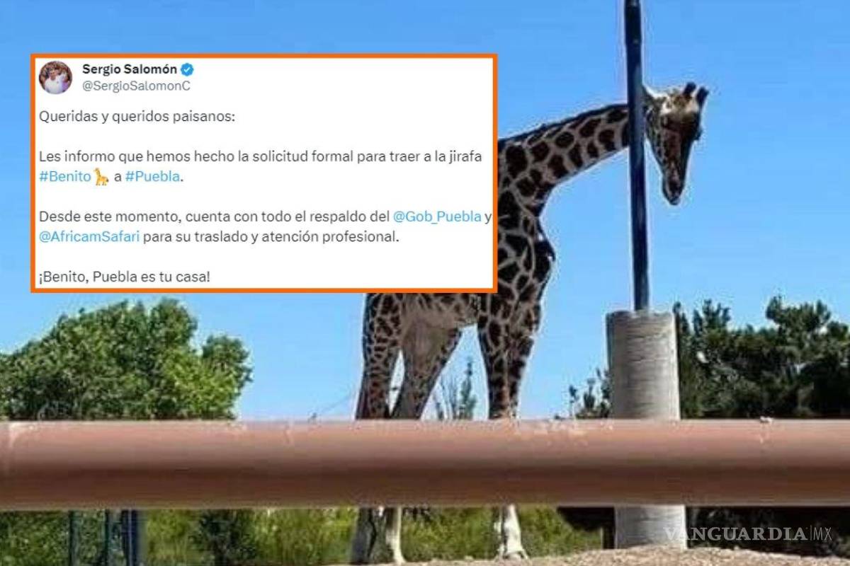 ¡Es oficial! ‘Africam Safari’, en Puebla, se alista para recibir a ‘Benito’ con permiso de Profepa