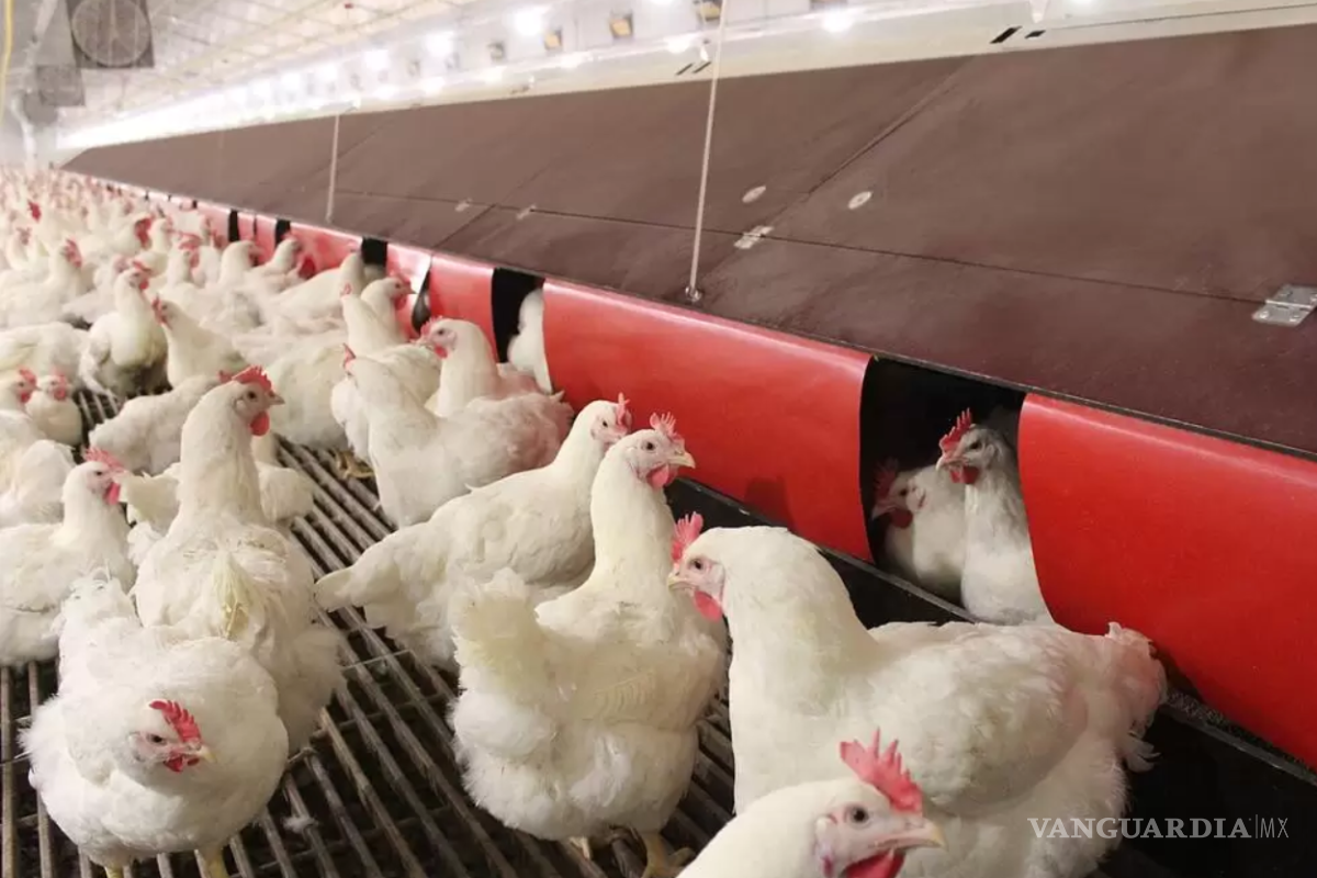 En Suecia ordenan el sacrificio de 1.2 millones de gallinas por brote de salmonelosis
