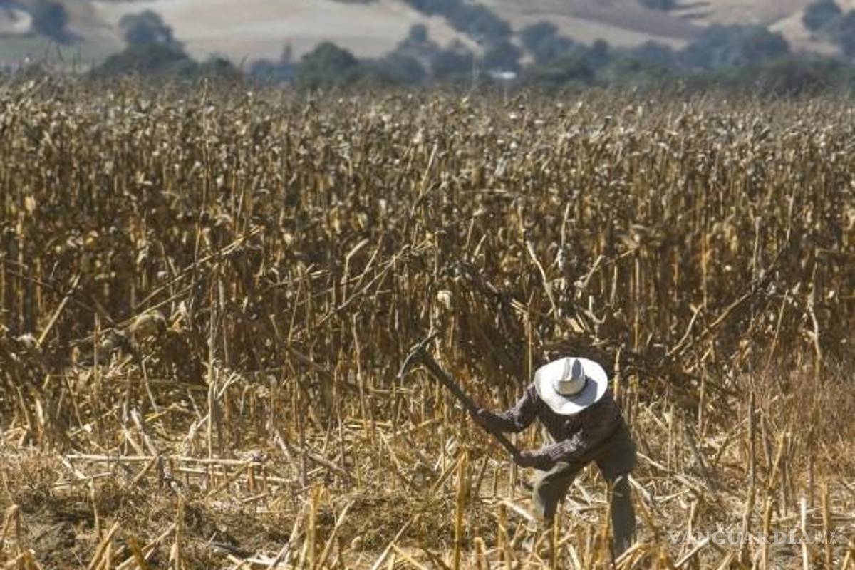 Pega crisis hídrica a 63% de cultivos