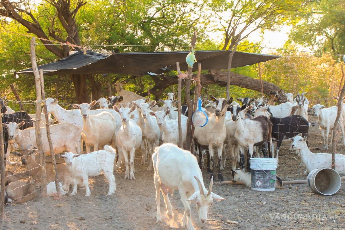 Destinan 900 millones de pesos a producción ovina y caprina; se impulsan las cadenas de valor de pequeños rumiantes en todo el país