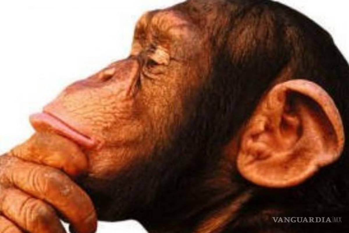 Monos consiguen mover silla de ruedas con fuerza de la mente