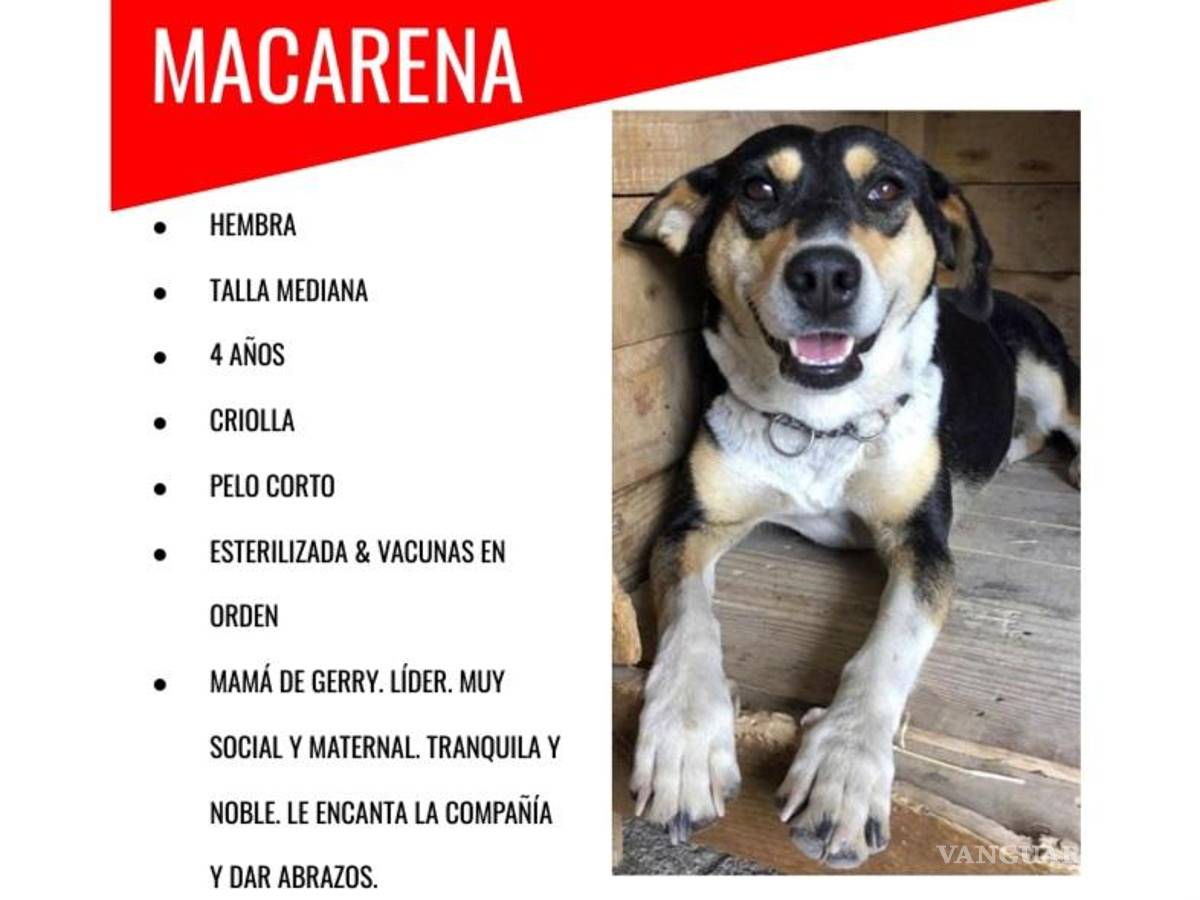 $!Esperamos que sigas leyéndonos y que nos sigas en nuestras redes sociales como “Brigada Rescate Saltillo” en Facebook e Instagram.