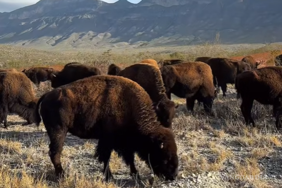 Regresan los bisontes a Cuatro Ciénegas, tras más de un siglo de ausencia