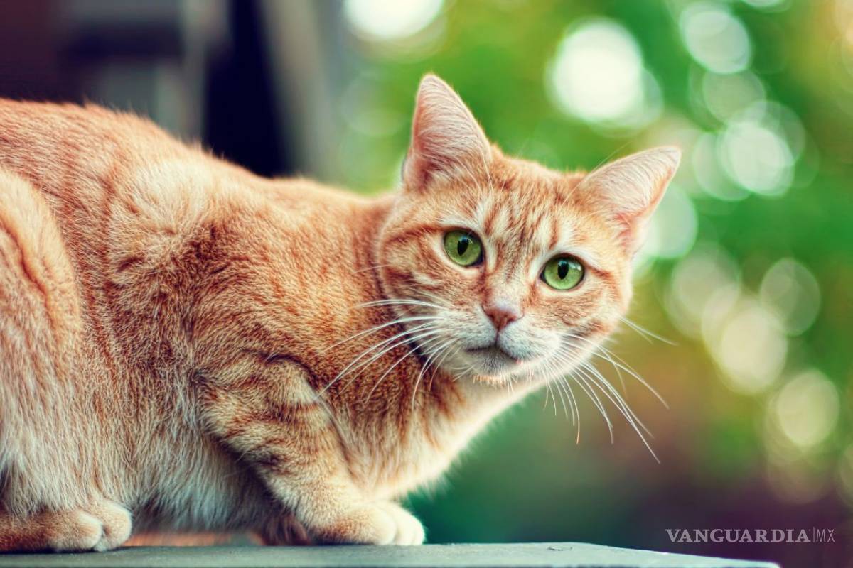 &quot;UK Cat Killer” ha matado y mutilado a más de 500 animales en Inglaterra