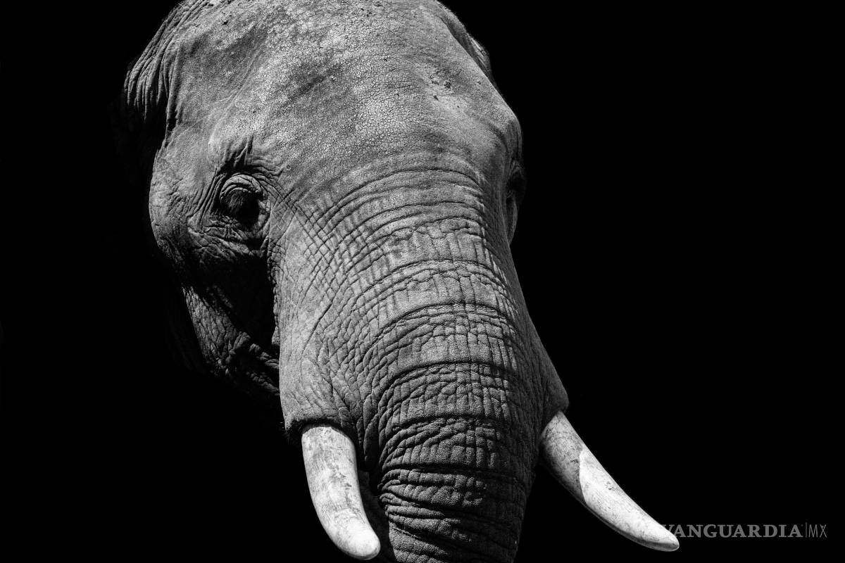 Un elefante se columpiaba...