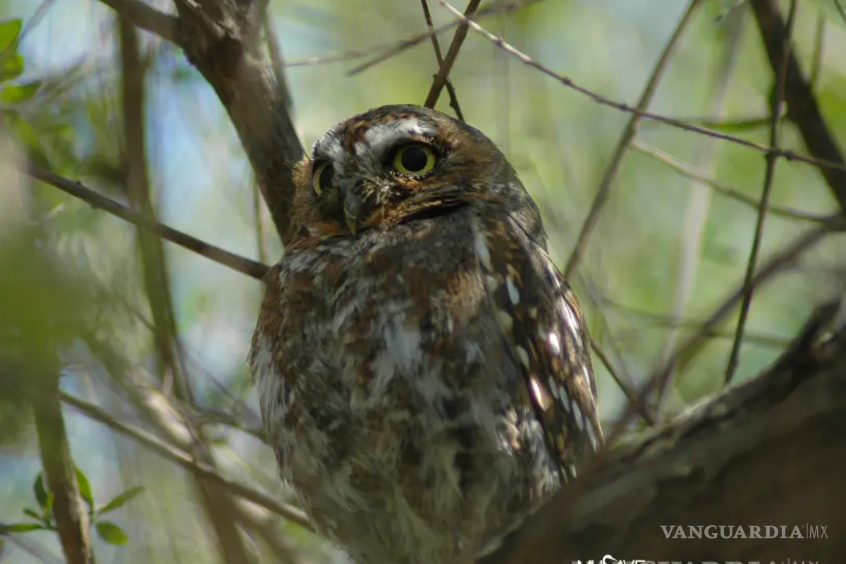 Rescatan y liberan a tecolote pigmeo hallado en una escuela de Sabinas