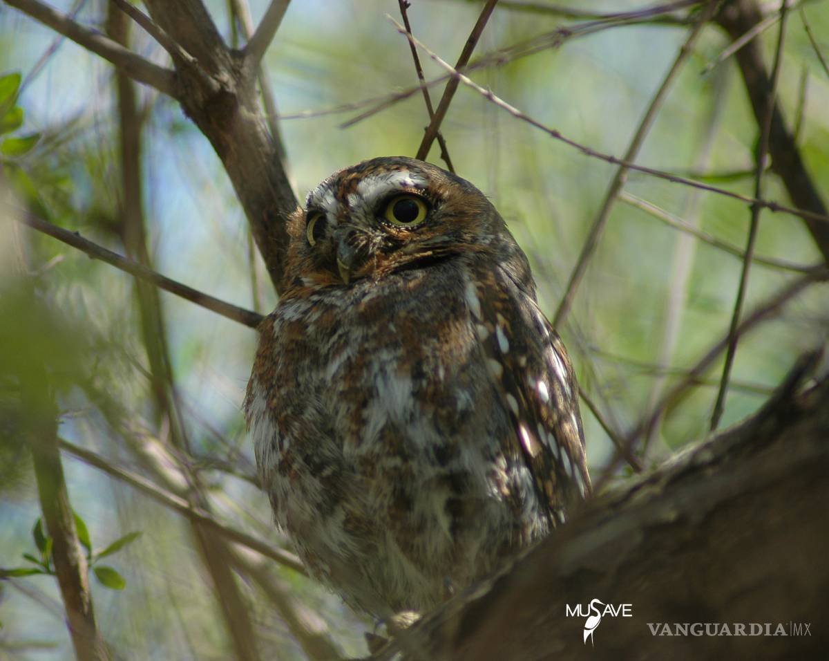 $!Vive en Coahuila el tecolote más pequeño del mundo