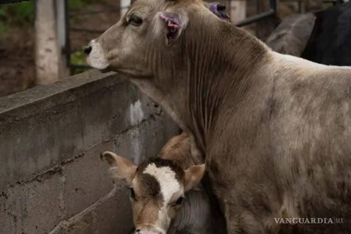 Impondrán cárcel a los ganaderos de NL que oculten contagio de reses