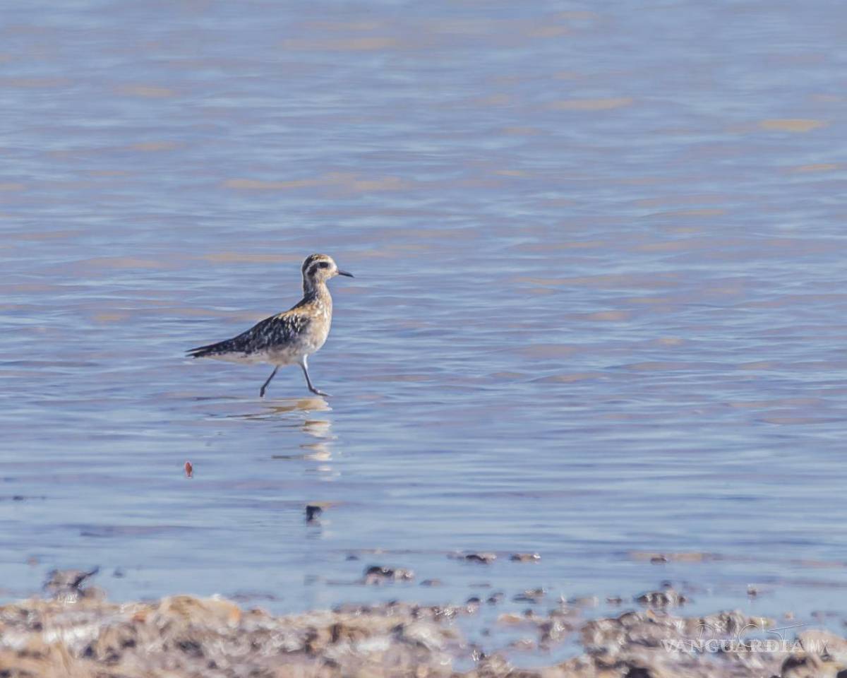 $!FOTO: DANIEL GARZA TOBÓN