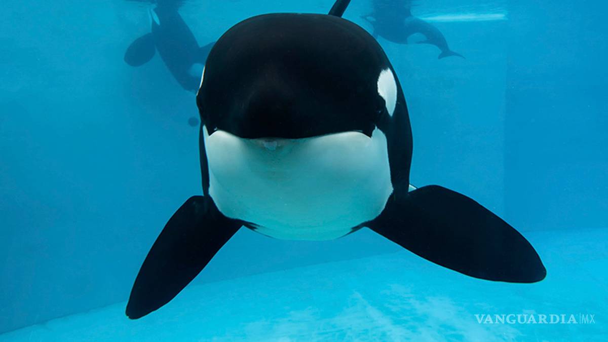 Veterinarios de SeaWorld sacrifican a orca enferma