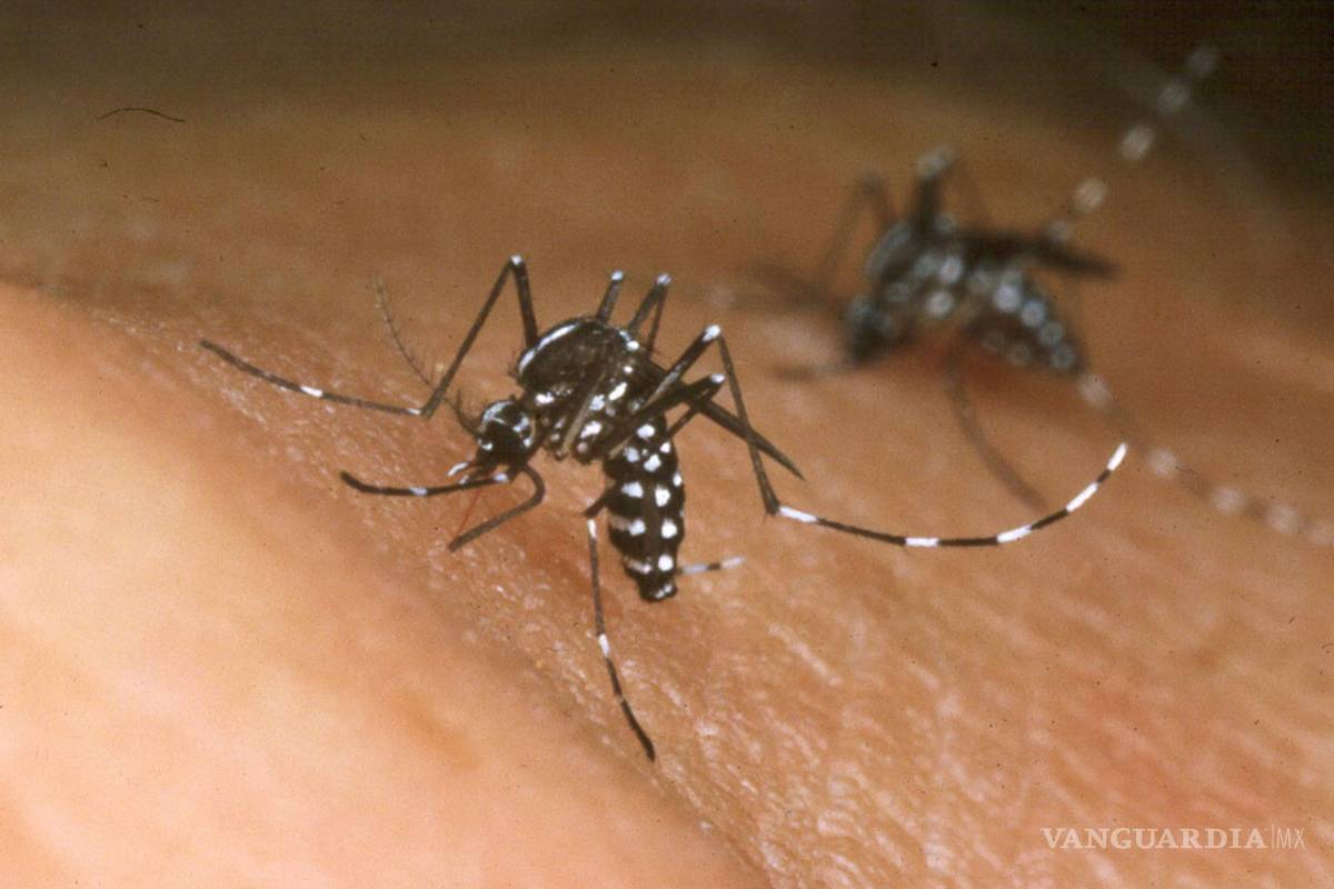 Ssa sin interés en contar los casos de chikungunya