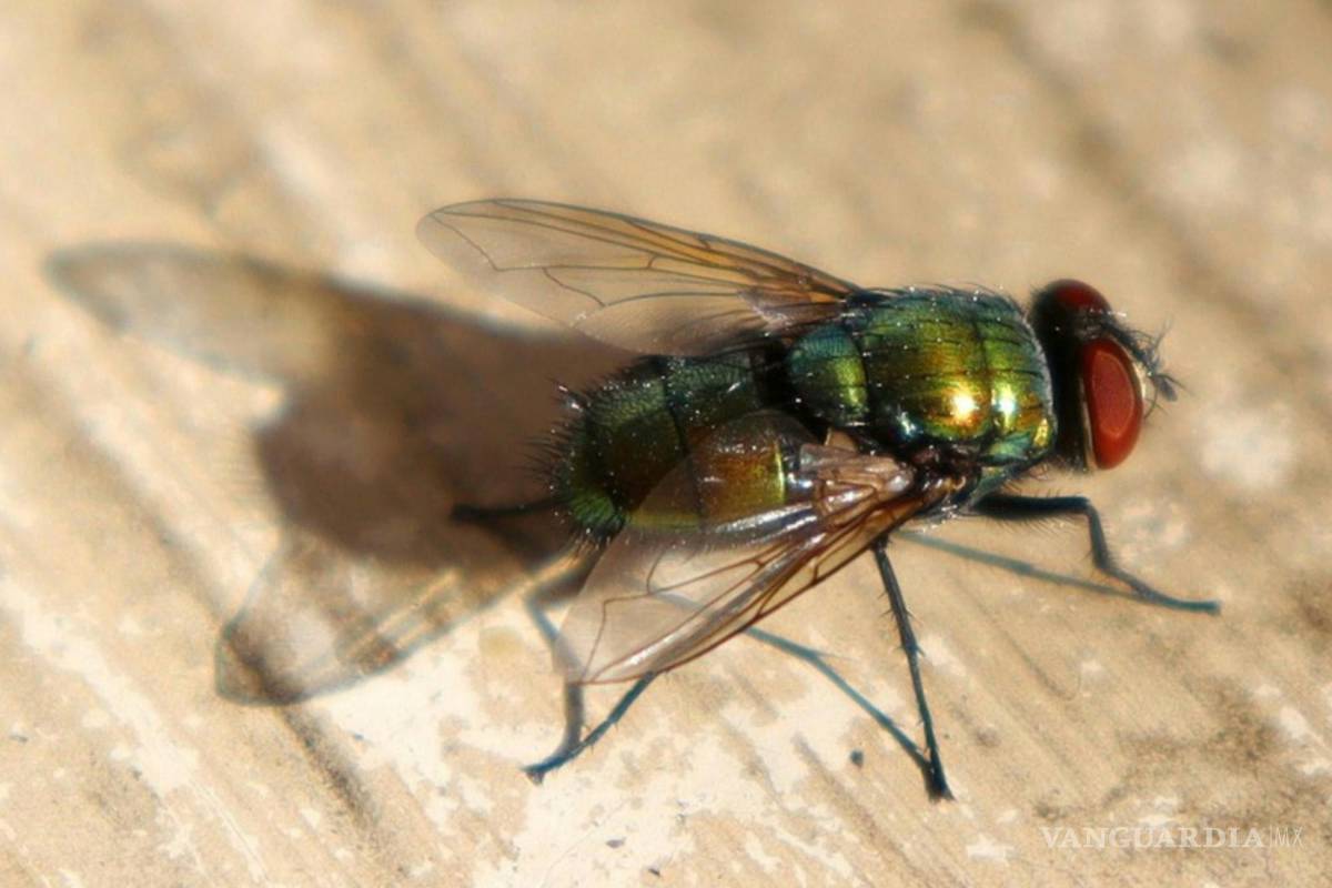 ¿Hay plaga de moscas en México? Tips para ahuyentarlas