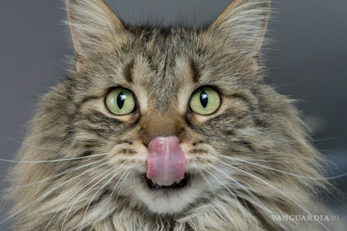$!¿Por qué la lengua de los gatos es áspera? La ciencia detrás de las papilas cónicas